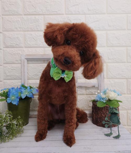 ワンちゃんのご紹介