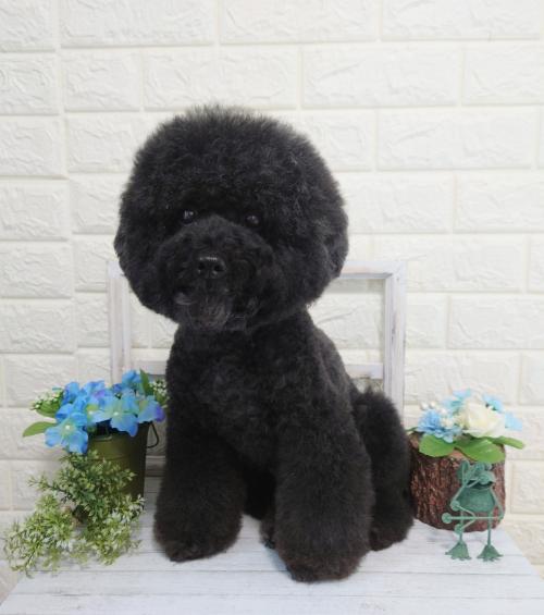 ワンちゃんのご紹介