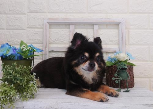 ワンちゃんのご紹介