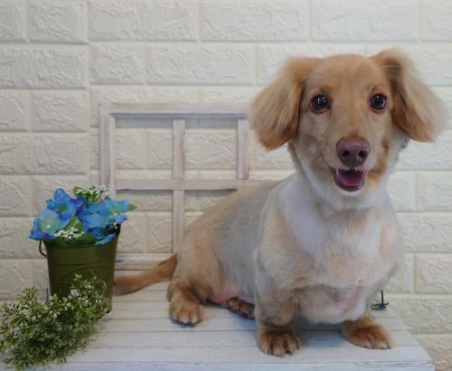 ワンちゃんのご紹介