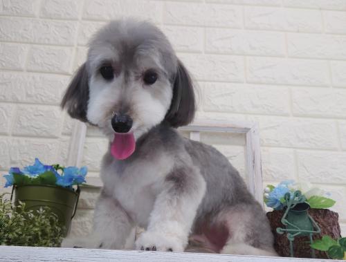 ワンちゃんのご紹介