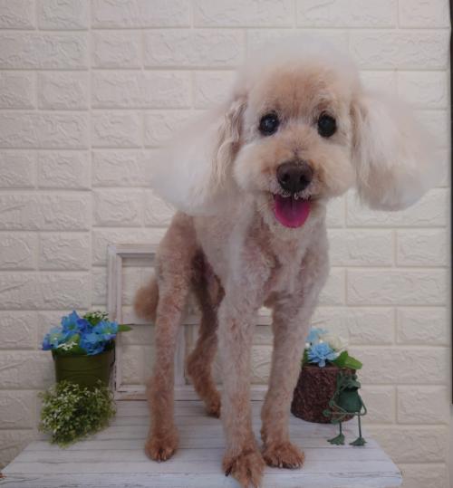 ワンちゃんのご紹介