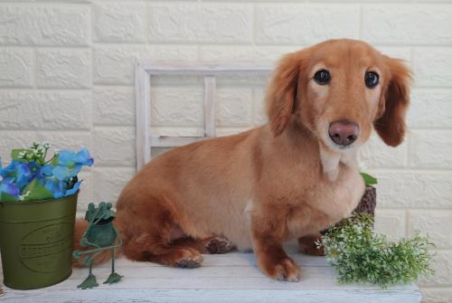 ワンちゃんのご紹介