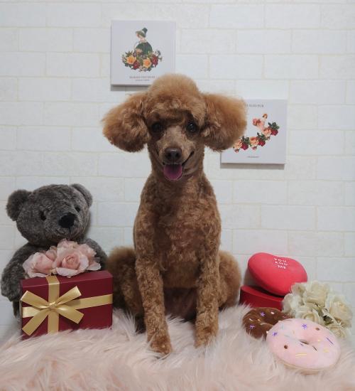 ワンちゃんのご紹介