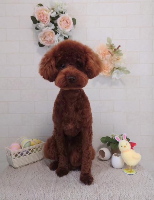 ワンちゃんのご紹介