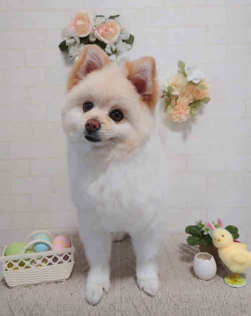 ワンちゃんのご紹介