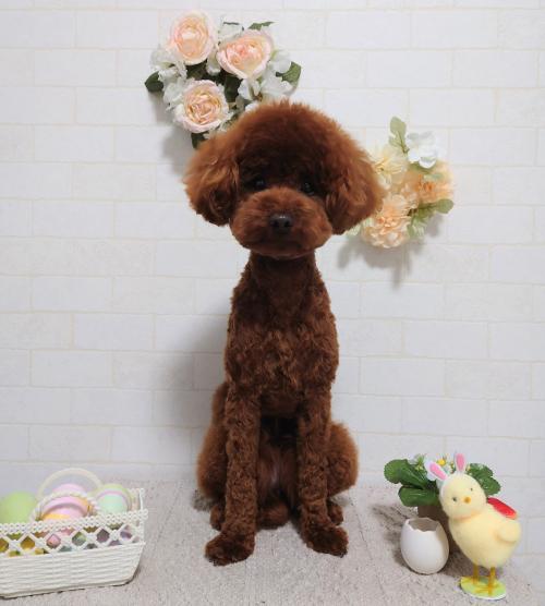 ワンちゃんのご紹介