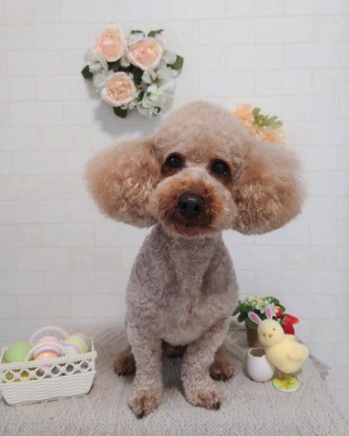 ワンちゃんのご紹介