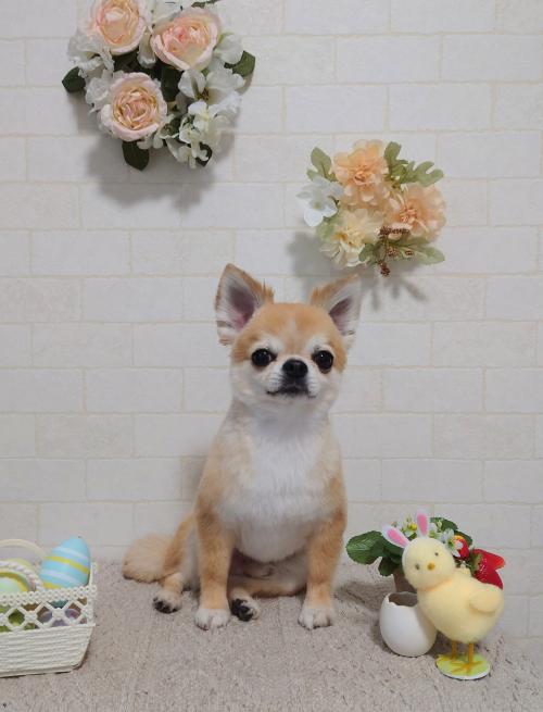 ワンちゃんのご紹介