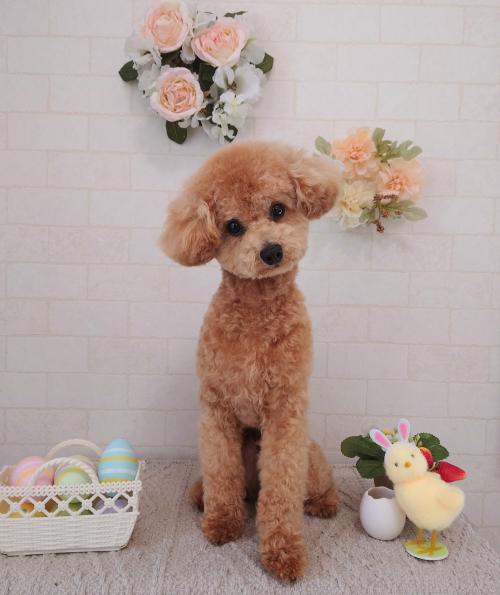ワンちゃんのご紹介