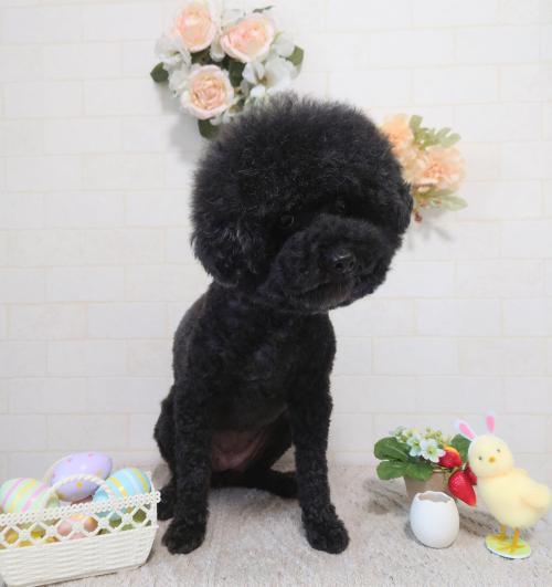 ワンちゃんのご紹介