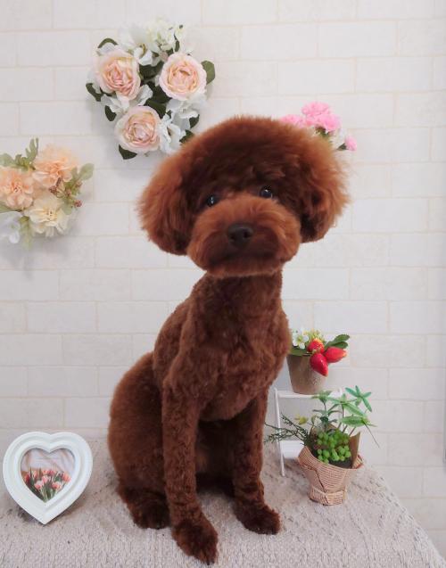 ワンちゃんのご紹介
