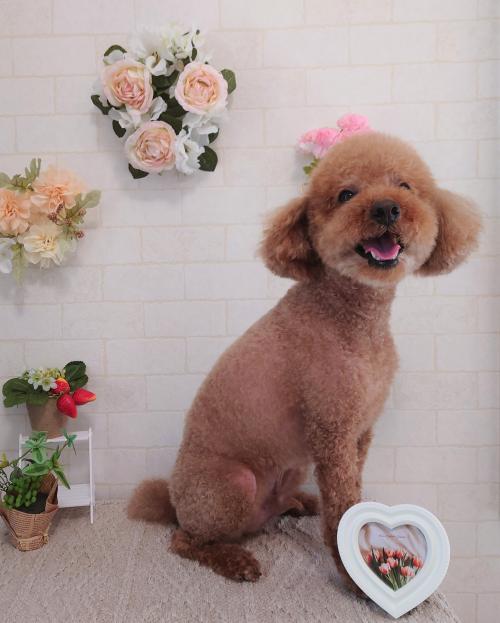 ワンちゃんのご紹介