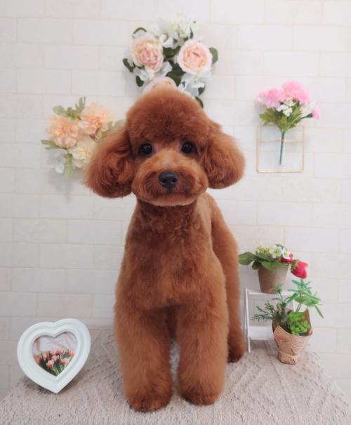 ワンちゃんのご紹介