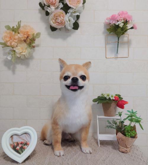 ワンちゃんのご紹介