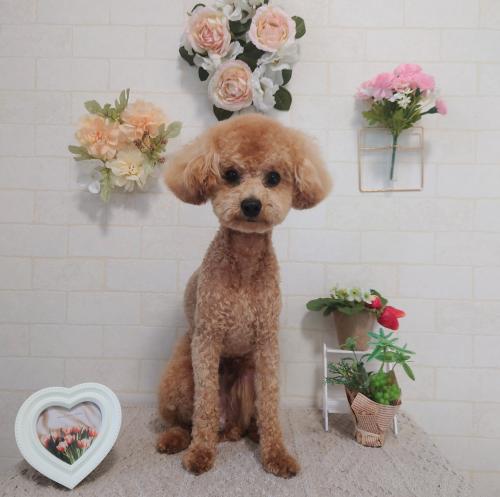 ワンちゃんのご紹介