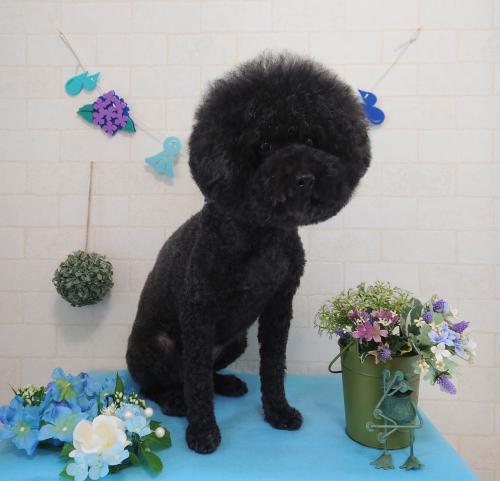 ワンちゃんのご紹介