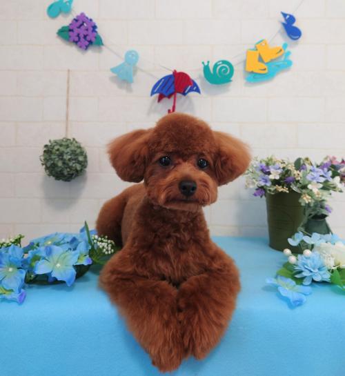 ワンちゃんのご紹介