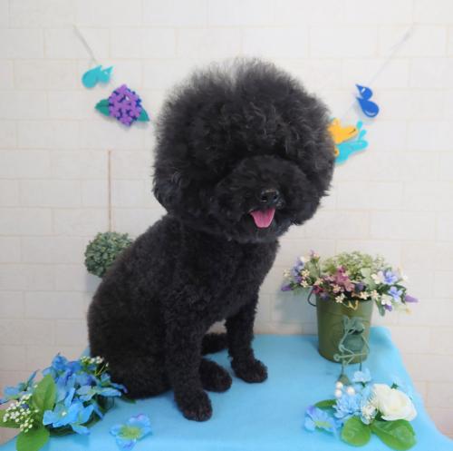 ワンちゃんのご紹介