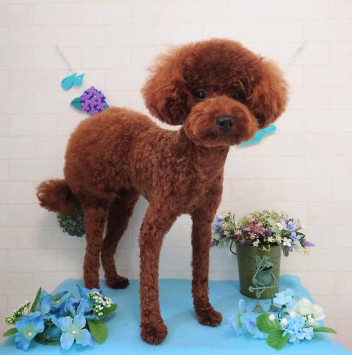ワンちゃんのご紹介