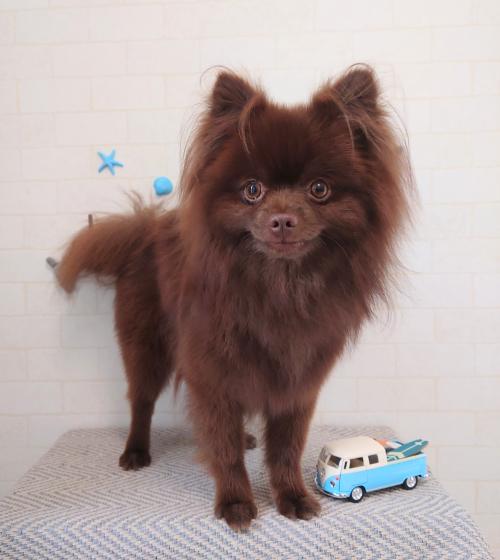 ワンちゃんのご紹介