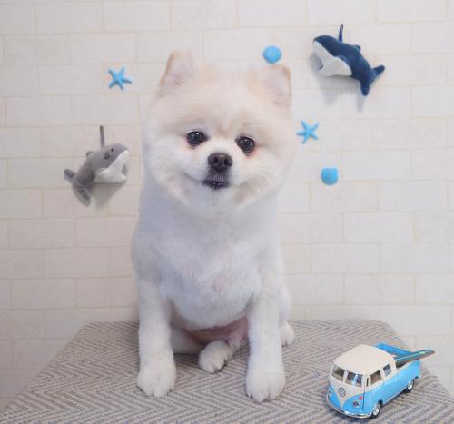 ワンちゃんのご紹介