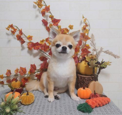 ワンちゃんのご紹介