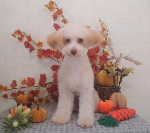 ワンちゃんのご紹介