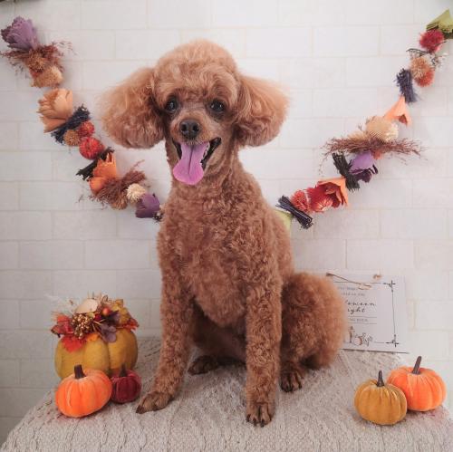 ワンちゃんのご紹介