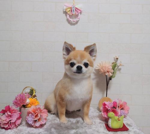 ワンちゃんのご紹介