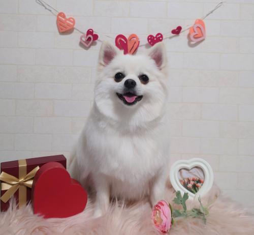 ワンちゃんのご紹介