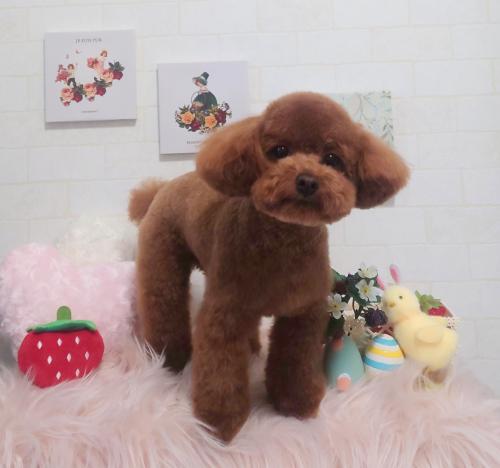 ワンちゃんのご紹介