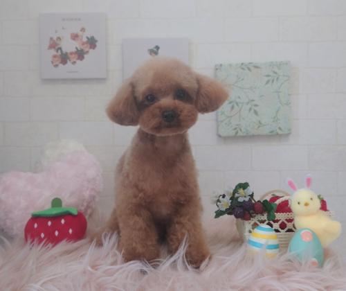 ワンちゃんのご紹介