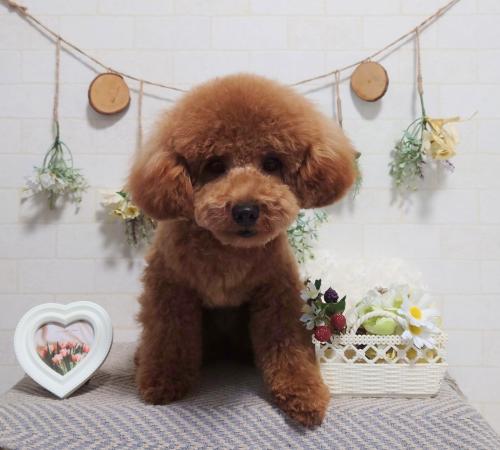 ワンちゃんのご紹介