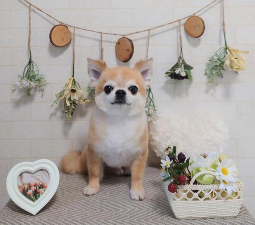 ワンちゃんのご紹介