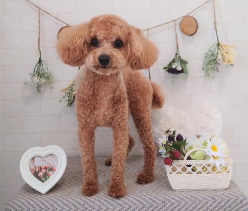 ワンちゃんのご紹介