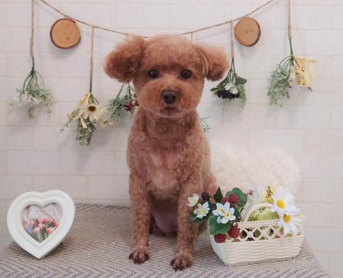 ワンちゃんのご紹介