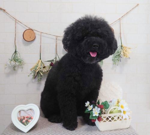 ワンちゃんのご紹介