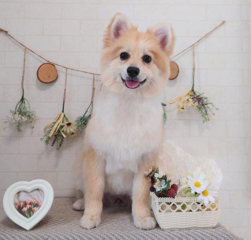ワンちゃんのご紹介