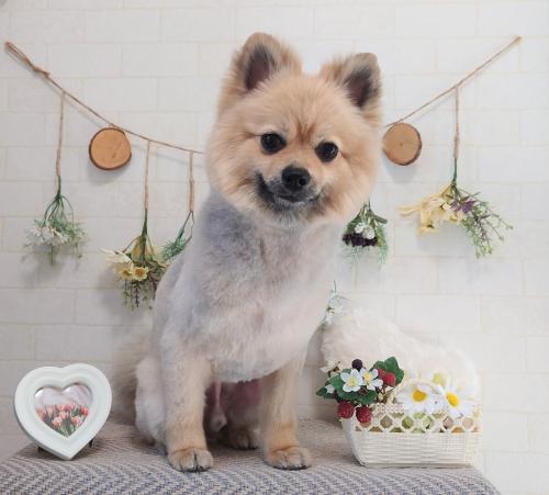 ワンちゃんのご紹介