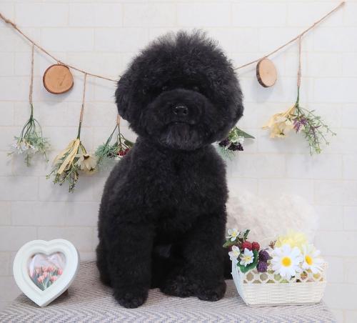 ワンちゃんのご紹介