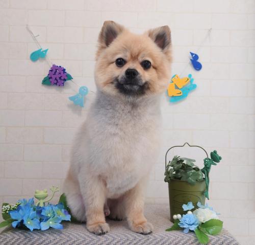 ワンちゃんのご紹介