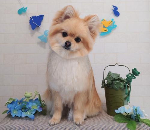 ワンちゃんのご紹介