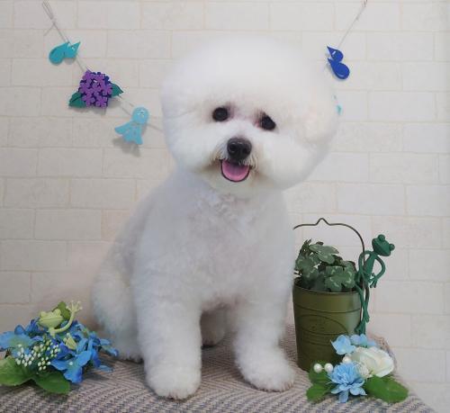 ワンちゃんのご紹介