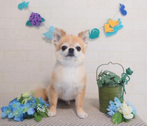ワンちゃんのご紹介