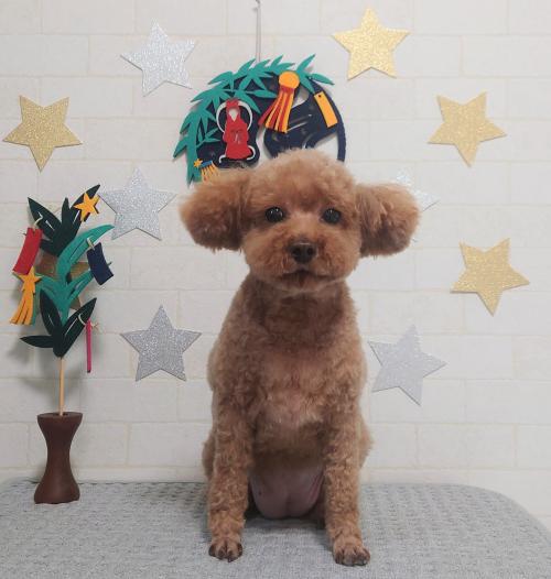 ワンちゃんのご紹介