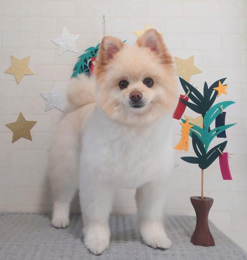 ワンちゃんのご紹介