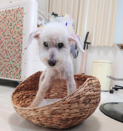 ワンちゃんのご紹介