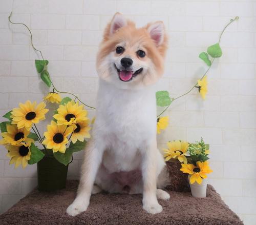 ワンちゃんのご紹介