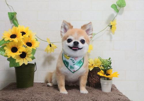 ワンちゃんのご紹介